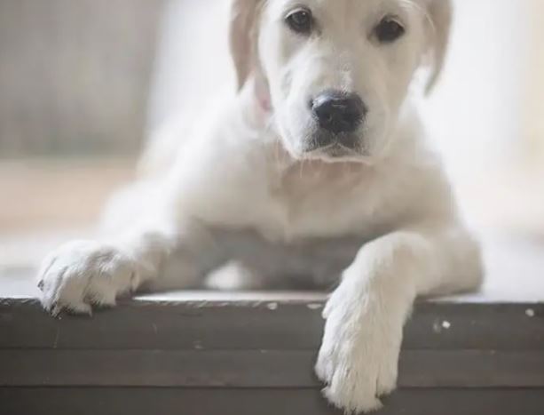 Nail Trim image